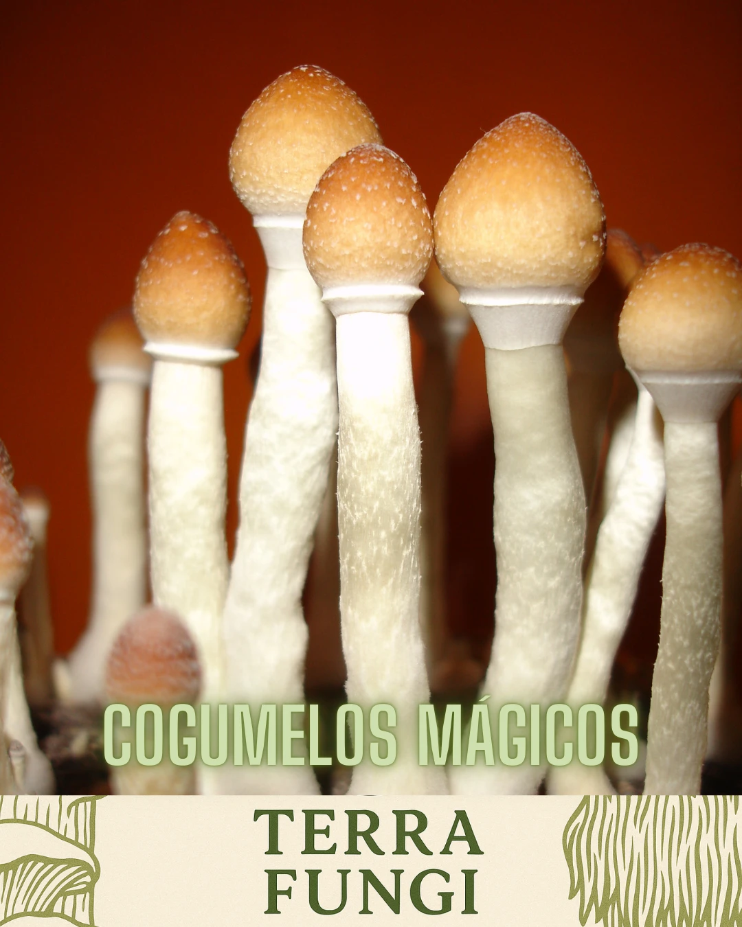 Psilocybe cubensis - Cogumeos Mágicos