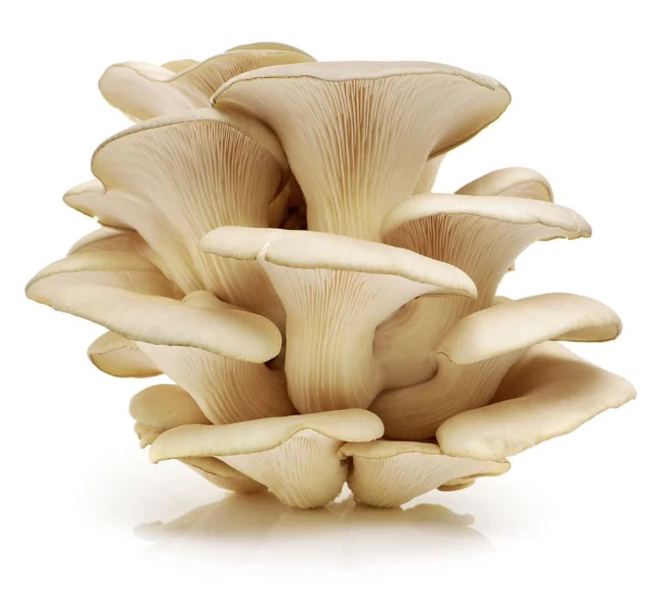 Pleurotus ostreatus: O Cogumelo Ostra que Conquista Paladares e Fortalece a Saúde (Shimeji Branco BR)