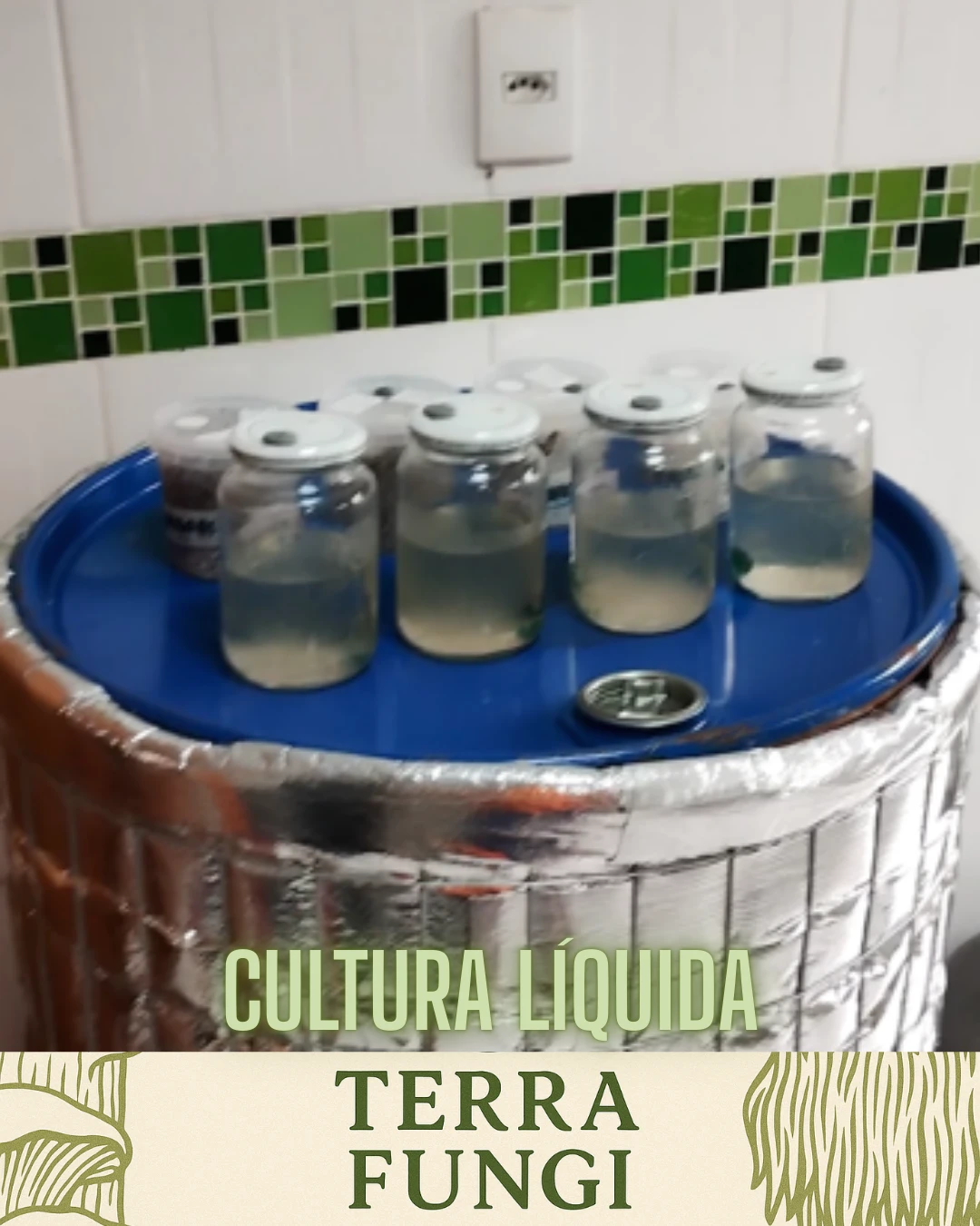 Como Inocular Culturas Líquidas