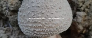 Amanita rubescens | Cogumelo na Serra Gaúcha