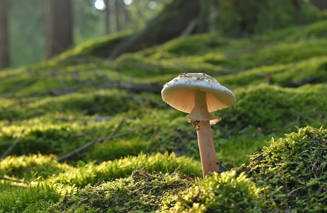 Artigos - Terra Fungi