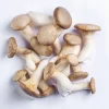 Cogumelo Eryngi – Terra Fungi