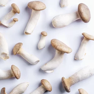 Cogumelo Eryngi – Terra Fungi