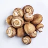 Cogumelo Portobello - Terra Fungi