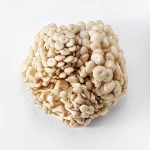 Cogumelo Shimeji Branco - Terra Fungi