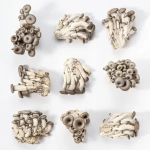 Cogumelo Shimeji Preto - Terra Fungi