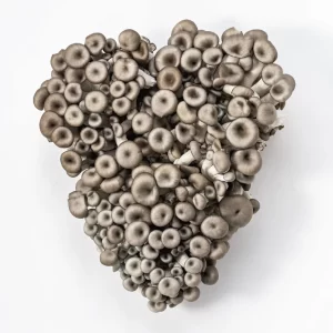 Cogumelo Shimeji Preto - Terra Fungi