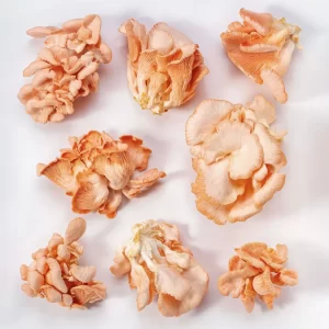 Cogumelo Shimeji Salmão - Terra Fungi
