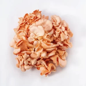 Cogumelo Shimeji Salmão - Terra Fungi
