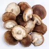 Cogumelo Shitake - Terra Fungi