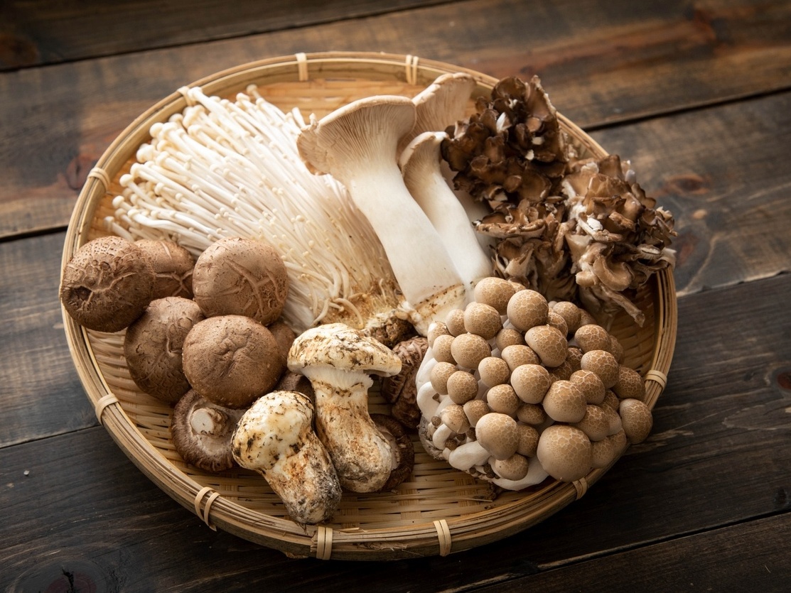 Cogumelos Frescos - Terra Fungi