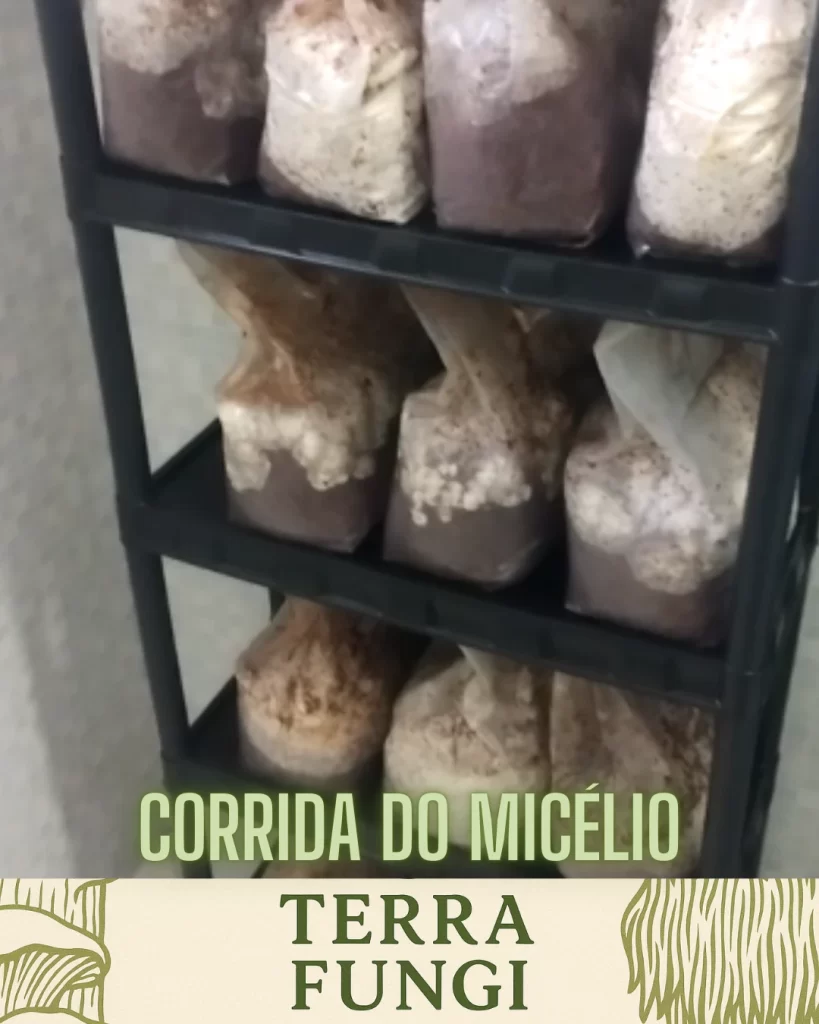 Corrida do Micélio: 10 Dias Após a Inoculação do Shimeji Branco