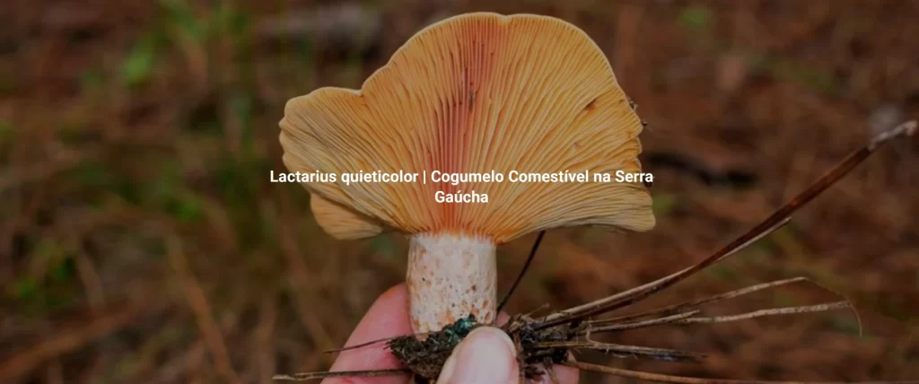 Lactarius quieticolor | Cogumelo Comestível na Serra Gaúcha