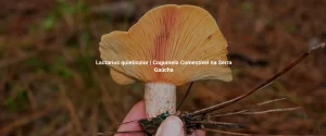 Lactarius quieticolor | Cogumelo Comestível na Serra Gaúcha