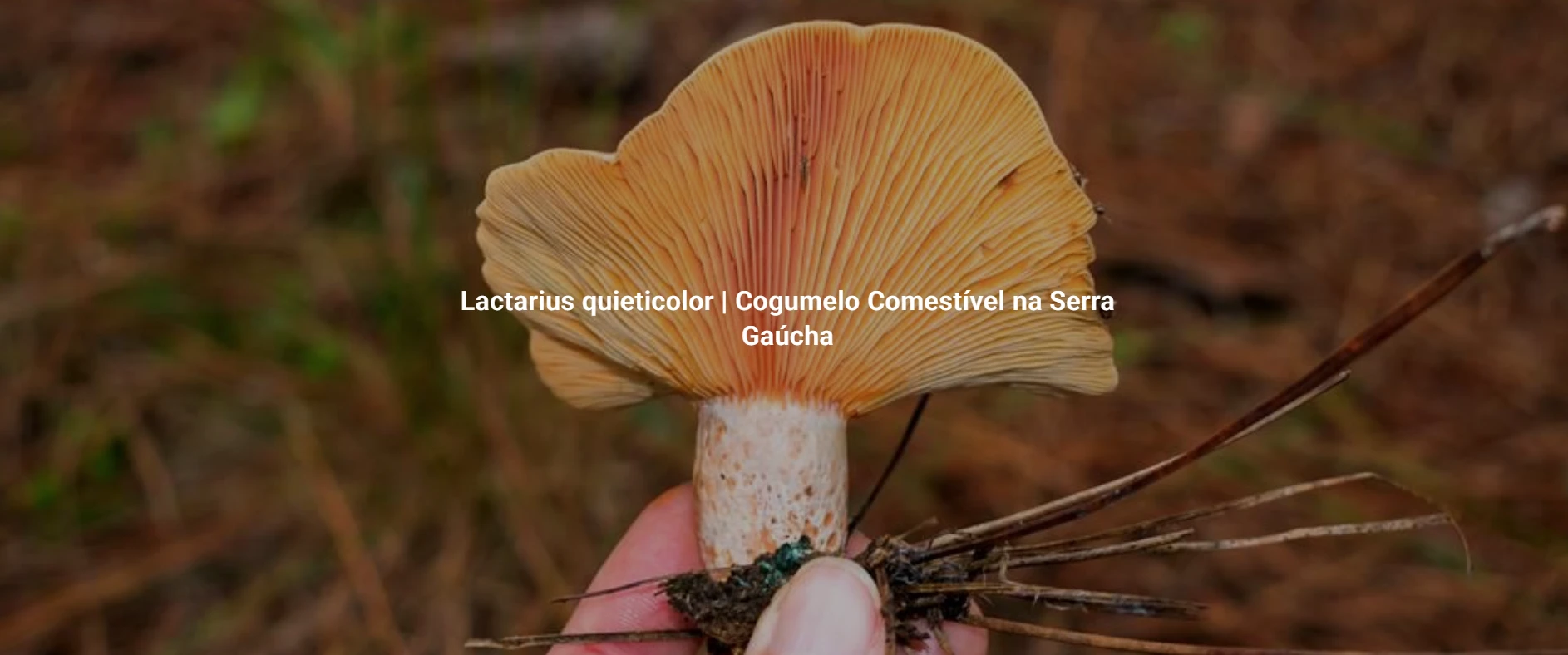 Lactarius quieticolor | Cogumelo Comestível na Serra Gaúcha
