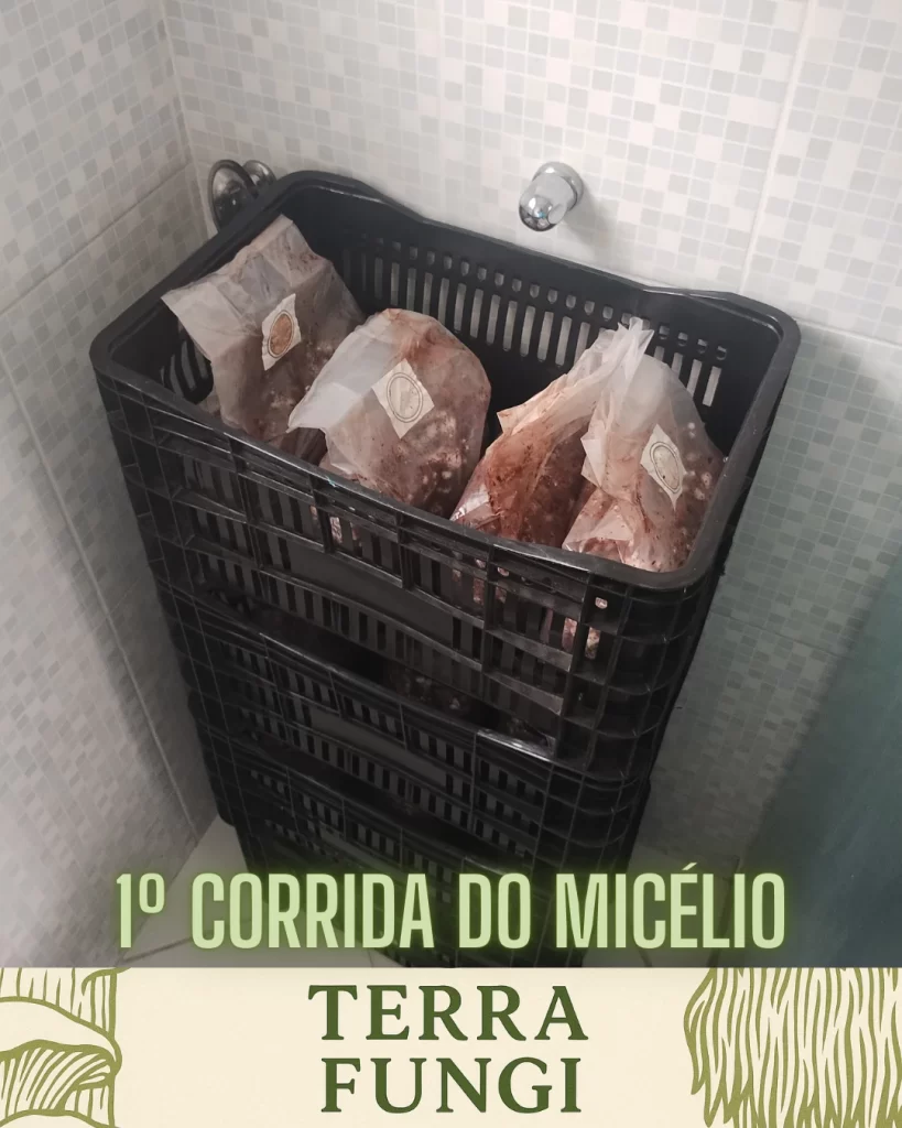 Após a Inoculação: A Corrida do Micélio - um processo que leva cerca de 25 a 35 dias e que é determinante para o sucesso da produção.